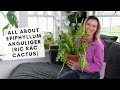 All about caring for the crazy Ric Rac cactus (aka Epiphyllum anguliger)