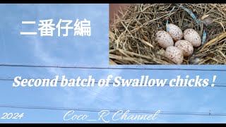 2024/6/8  4:00～ 14:00   ツバメの営巣　5個抱卵中　6/12孵化予定  : Swallow Nesting in Japan  Coco_R Channel