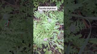 facelia błękitna #dc #dlaciebie #edukacja #flora #foryou #viral #zioła #ogródek #ziołolecznictwo