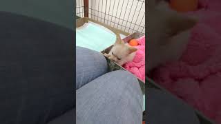 膝の上が大好きなチワワちゃん♡ついに家族が決まる❤新潟チワワ♡Chihuahua puppy