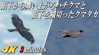 【渡り間近のハチクマと留鳥のクマタカ】高所から打ちおろしの背打ち狙い