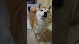 9歳になりました柴犬コテツ＼(^o^)／　（音量ご注意）