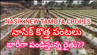 #NASIK NEW TAMOTA CROPES NEW PLANTISTION # నాసిక్ కొత్త పంటలు????