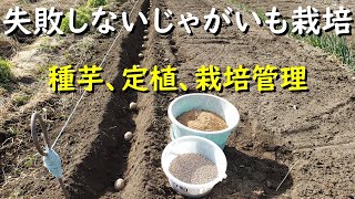 失敗しないじゃがいも栽培、マルチをする？しない？【種芋づくり、定植、栽培管理】