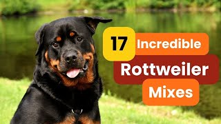 17 Incredible Rottweiler Mixes to Check Out