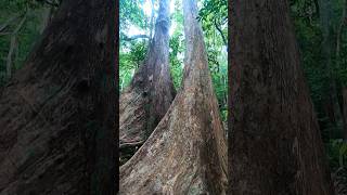 കാണി ട്രൈബ്സ് | Sacred Stewards | Kaani Tribes and Agasthiyarkoodam's Timeless Bond