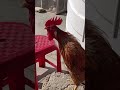 adorable rooster crowing sounds amazing rooster crowing loudly shorts🐓💕