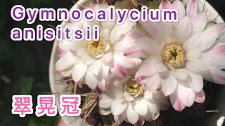 【仙人球】Gymnocalycium anisitsii cactus in bloom  翠晃冠开花 （多肉植物）