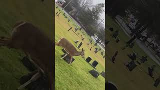 #whitetaildeer #upclose #look #love #animals #graveyard #awi #nature