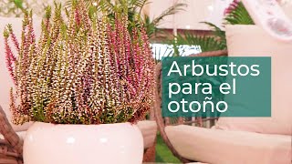 5 arbustos para tu jardín en otoño | Plantas en Verdecora