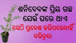 ଶନିଦେବ ଙ୍କ ପ୍ରିୟ ଗଛ ଯେଉଁ ଘରେ ଥିବ, ସେଠି ଦରିଦ୍ରତା ପ୍ରବେଶ କରିବାକୁ ଡରିବ