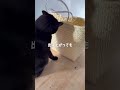 猫ちぐらじゃないの ねこ まろはな サバトラ 猫のいる暮らし 猫動画 ネコ 黒猫 サバ白 保護猫 野良猫 捨て猫保護