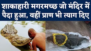 Vegetarian Crocodile Babiya की Kerala के Anantpura Temple Pond में मौत, जानिए Babiya Story