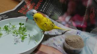 かけあしの様子 Budgerigar