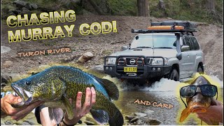 Chasing CRANKY COD and COOKED CARP along the Turon River NSW! Bowfishing, Camping and 4WD!