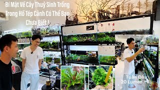 Thỉnh Thần Cây Thuỷ Sinh 8m2 Ghé Tép Màu Quận 3 Cơ Sở Mới Cùng Chia Sẻ Nhiều Điều Thú Vị #tepmau