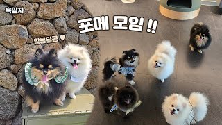 귀여운 강아지 포메라니안 모임(아기 강아지에서 1살 텐션 같아요)A cute dog Pomeranian meeting