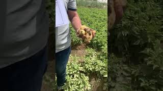 #potato Rashida Variety from HZPC for Seed potato in Iraq / Baghdad 13/4/2022