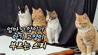 엄마 고양이 새끼 고양이 부르는 소리