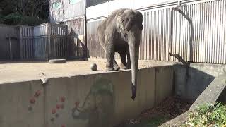 2020.11.13 宇都宮動物園☆象の宮子ちゃん_01