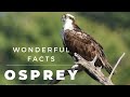 Osprey facts 🦅 Western Osprey 🦅 Sea Hawk 🦅 River Hawk 🦅 Fish Hawk 🦅 found except Antarctica