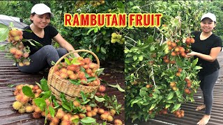 Let’s harvest Rambutan fruit on the rooftop