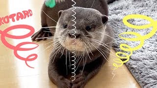 カワウソ コタロー　バネのおもちゃと格闘！　Kotaro the Otter Funny Spring Mouse Toy