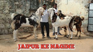 Biggest Goat's of Amjad Bhai Jaipur Big Gujri Bakre