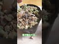 【多肉植物】【チョンパ】茎が怪しい多肉をチョンパしてみた！！きっとこれで可愛くなる筈☺️ 多肉植物 ベランダ多肉 shorts s