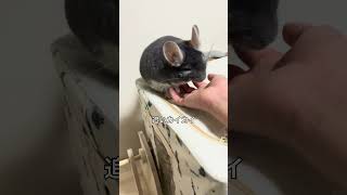 貯金箱❓　カイカイされて目が直線になってしまうチンチラがかわいい＃chinchilla＃チンチラ＃shorts