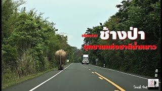 ช้างป่าบนอุทยานแห่งชาติน้ำหนาว น่ารักมากๆ : หมูนอกกะลา EP5