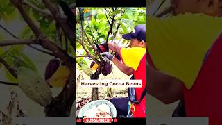 Harvesting cocoa beans - Chocolate ll చాక్లెట్‌ను తయారుచేసే  కోకో బీన్స్ హార్వెస్టింగ్