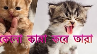 কেনো এতো কান্না করো 🤦🏻😰#cat #catlover