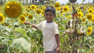 സുന്ദരപാഡിയപുരത്തെ സുന്ദരി പൂക്കൾ | Sunflower field in sundarapandiapuram thenkashi