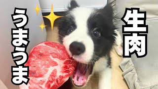 子犬が生肉を食らったら目が血走ってしまって離さなくなりました…【ボーダーコリー】