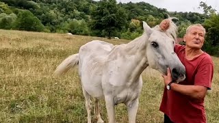 ŽIVA ISTINA#Kobila mi je ovce odbranila od čopora kerova. Sve ih je polupala.