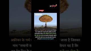 अफ्रीकी वर्षा पेड़🤯@SciencefacCTT#shorts #viralshorts #science #sciencefacts #africa #rain #tree