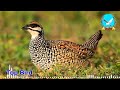 សំទ្បេងសត្វទទា chinese francolin sounds painted francolin birds wildlife birdsong dovetrapkh