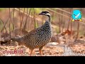 សំទ្បេងសត្វទទា chinese francolin sounds painted francolin birds wildlife birdsong dovetrapkh