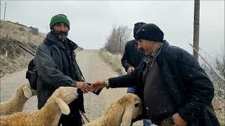 Malatya- Hekimhan -Basak Köyü(Mahallesi) Kış Yarısı etkinliği için Kurban alımı.