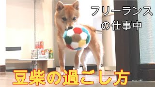 【犬と暮らす】フリーランスが在宅で仕事中の豆柴の過ごし方