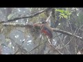 birding in ecuador mindo area including refugio paz septimo paraiso and bellavista