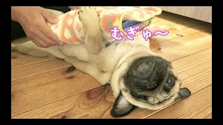 一生懸命に抱っこする姿が可愛すぎるパグ犬ぷぅ Pug