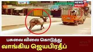 மதுரையில் பாசப் போராட்டம் நடத்திய கோயில் காளை மாடு | Madurai | Tamil News