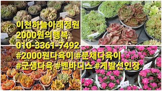 2/24이천하늘아래정원 2000원의행복010-3361-7492 #2000원다육이 #분채다육이  #군생다육 #벤바디스 #게발선인장