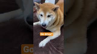 柴犬福 車乗る？と聞かれ返事する犬🤣Answer dog!!#shorts #dogshorts #funny #shibainu #柴犬 #시바견 #cute