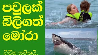 මෙගලෝඩන් මෝරා ගේ බිල්ල. ( 1 video ).