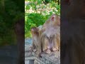 Big Boy Monkey Still Need Mama  #monkeyvideo #friendlymonkey #animalshorts #animals #monkeybehavior