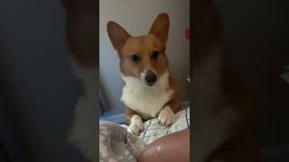 Work from Home with a Corgi (wait til the end🤣)