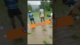 Planting Rice my village | भात लावणी | Bhaat Lavani | #shorts #youtubeshorts #planting #rice #vlog